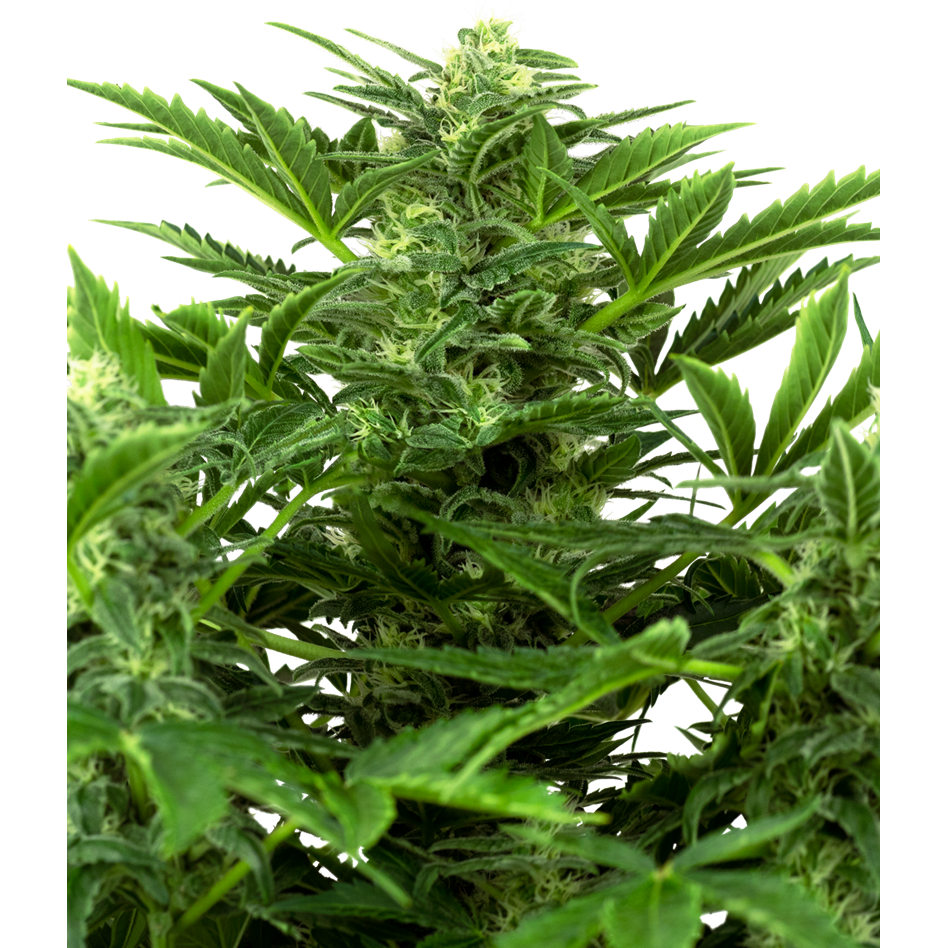Mandarine Punch Auto