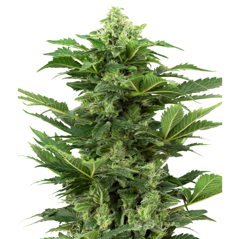 Afghan Pearl Auto CBD