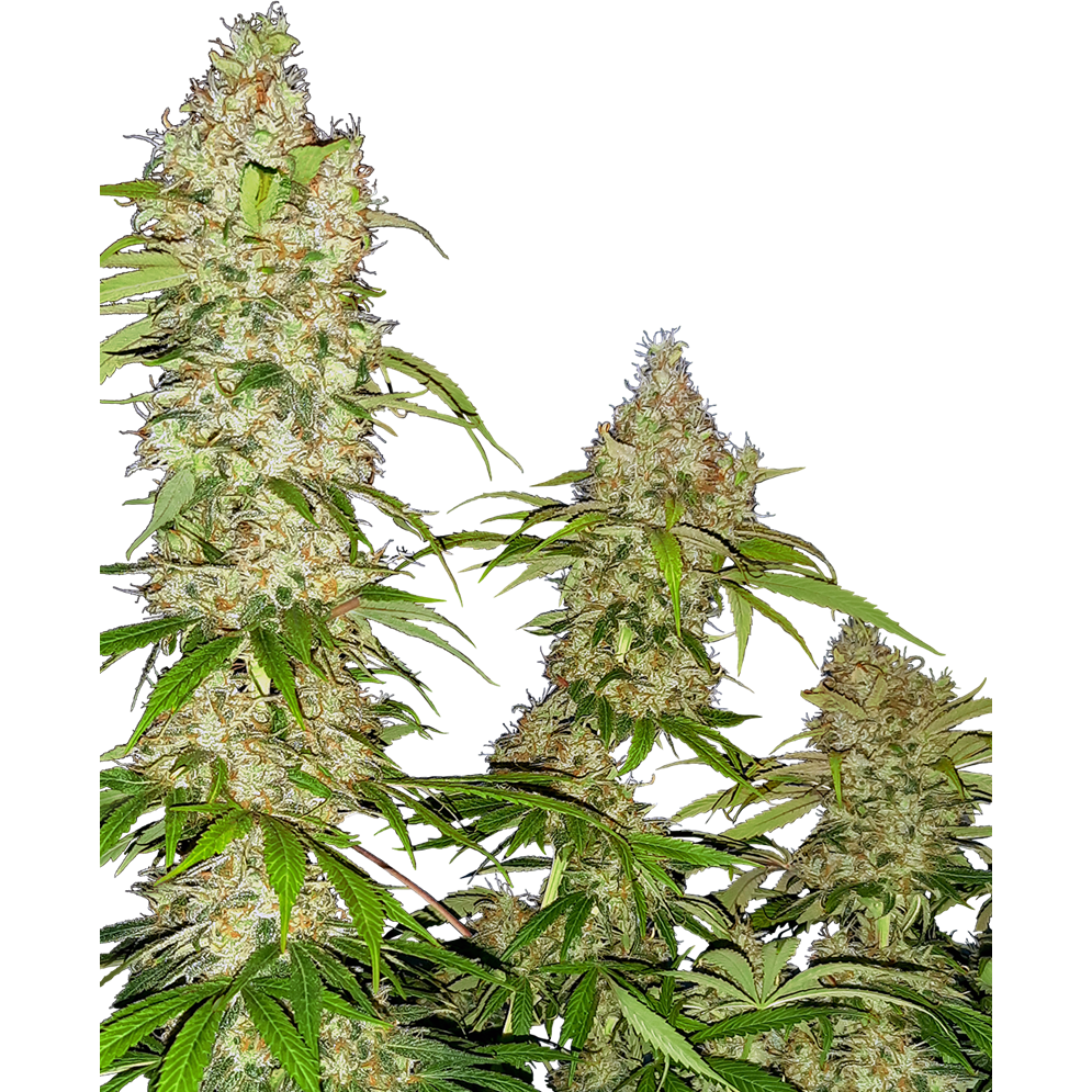 Banana Kush Cake Fem