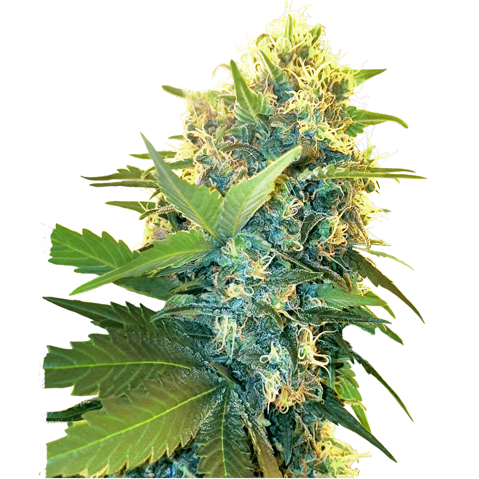 Double Kush Cake Fem