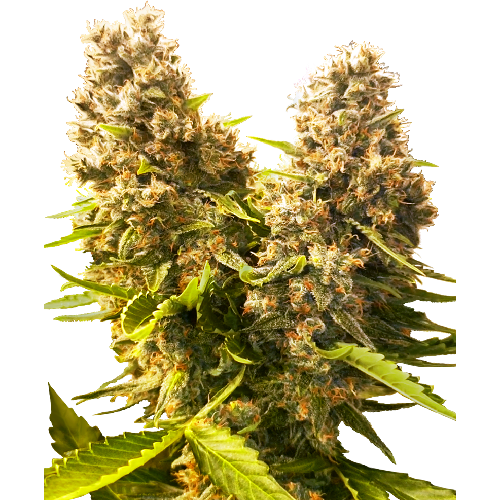 Banana Kush Cake Auto