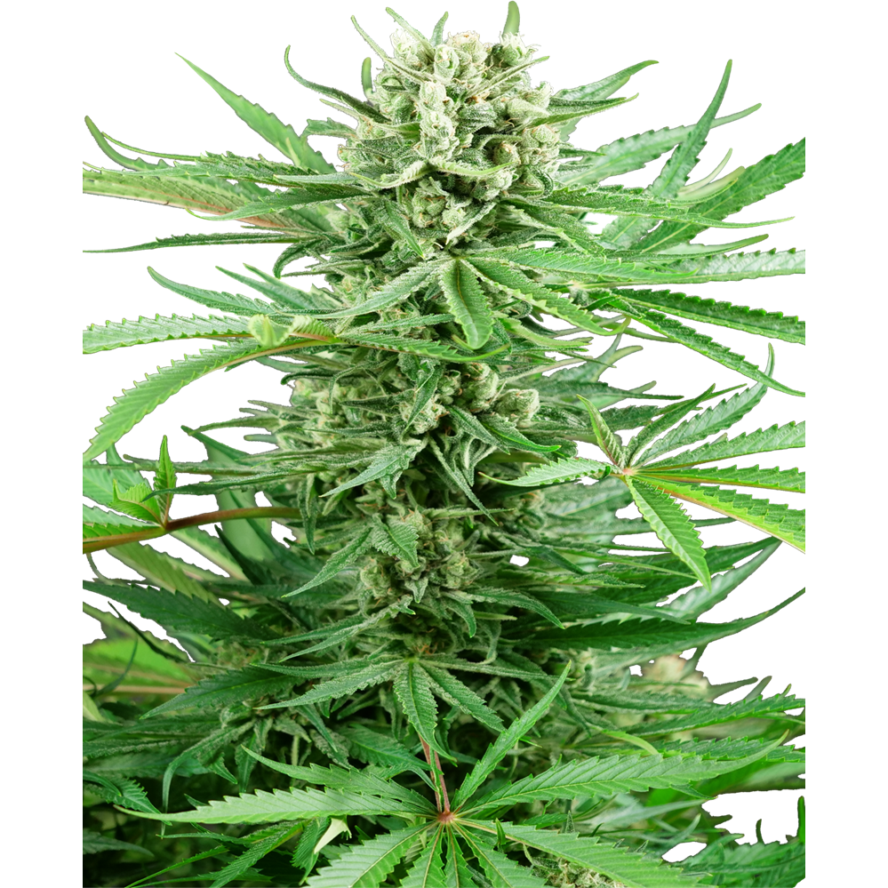 Papi Chulo OG Fem