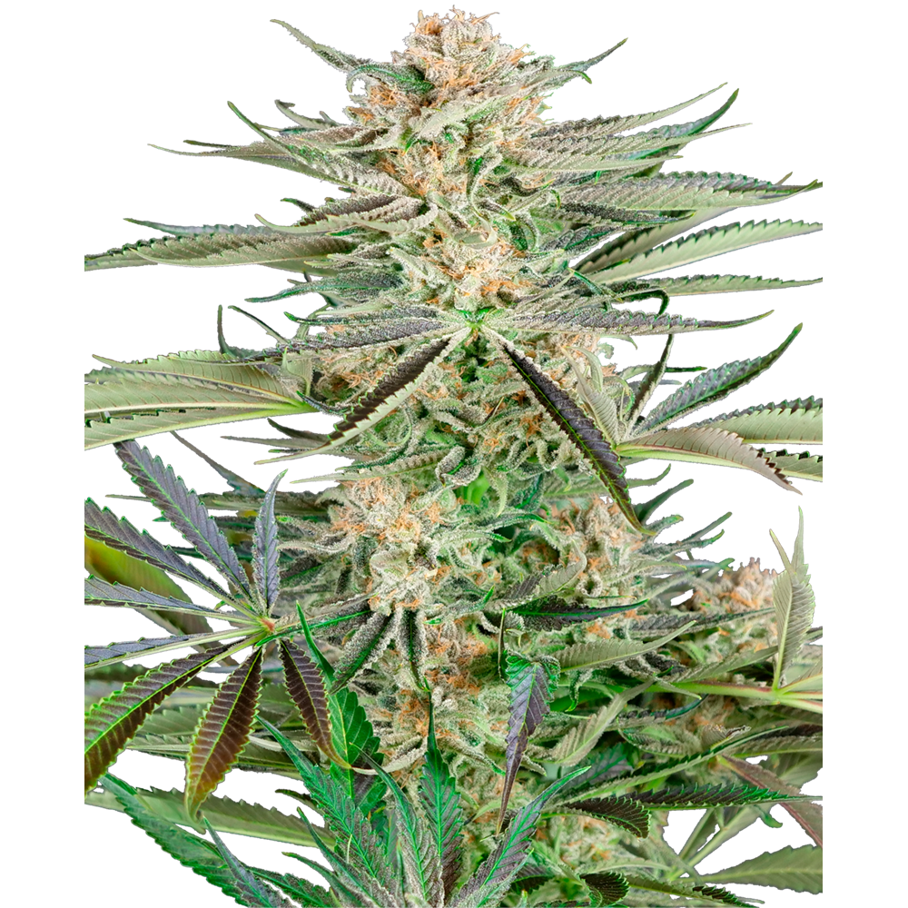 Screwdriver OG Fem