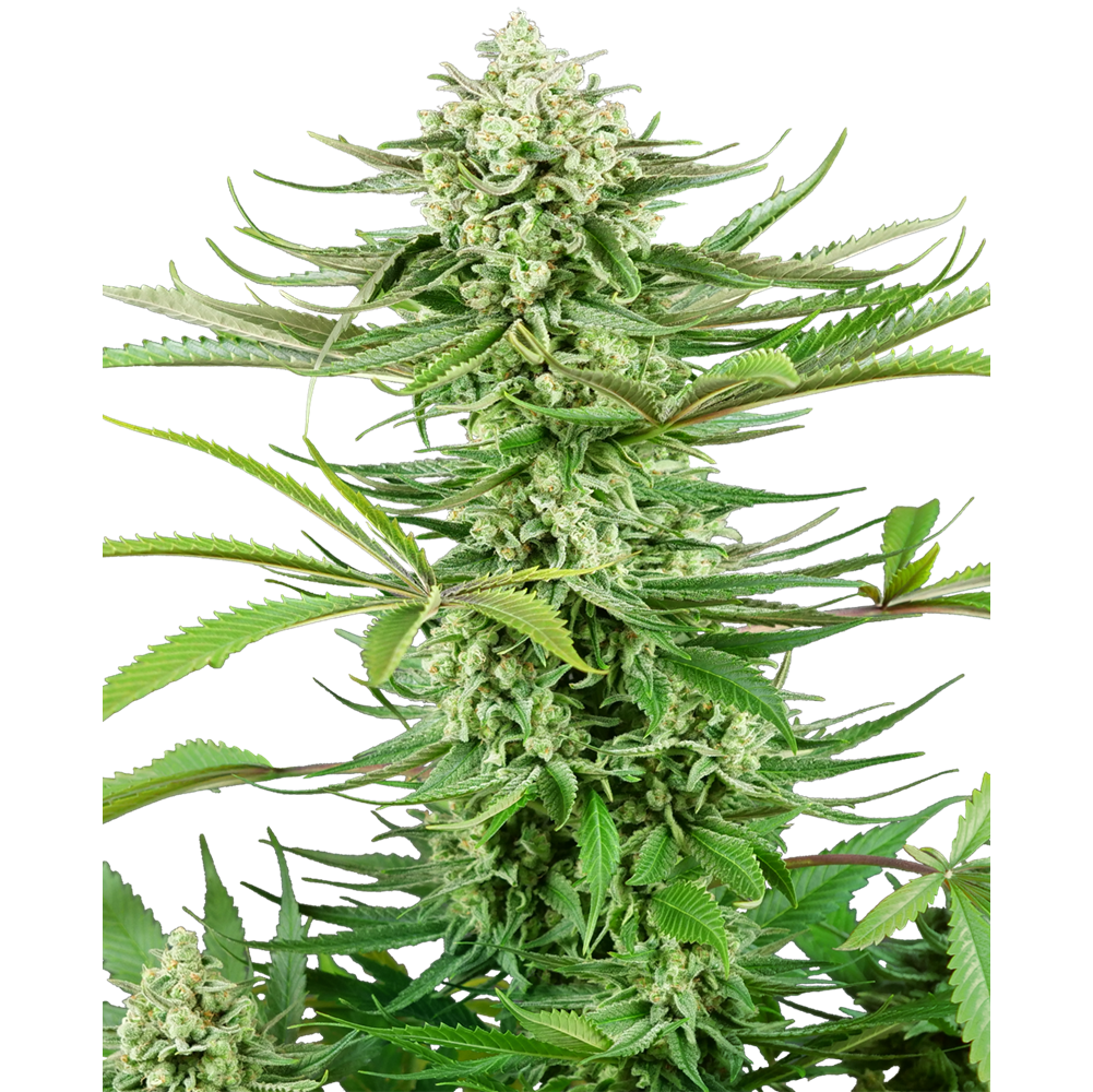 Cashew Kush Fem