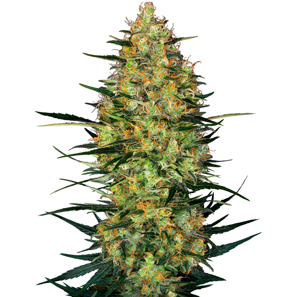 Caramellow Kush Auto