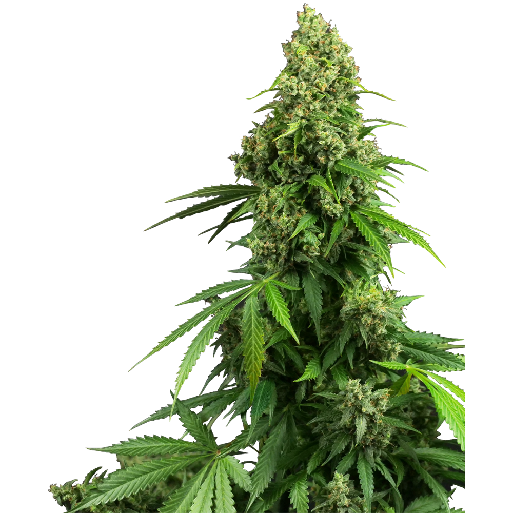 Honey Melon Kush Auto