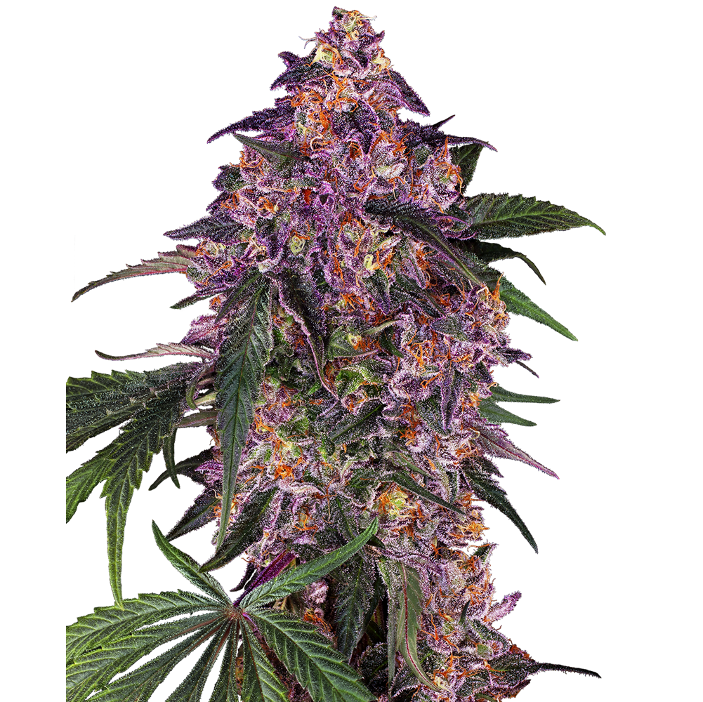 Sensi Purple Kush Fem