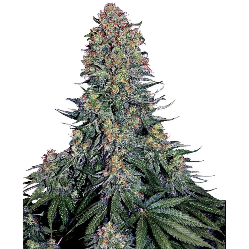 Blue Skunk Fem