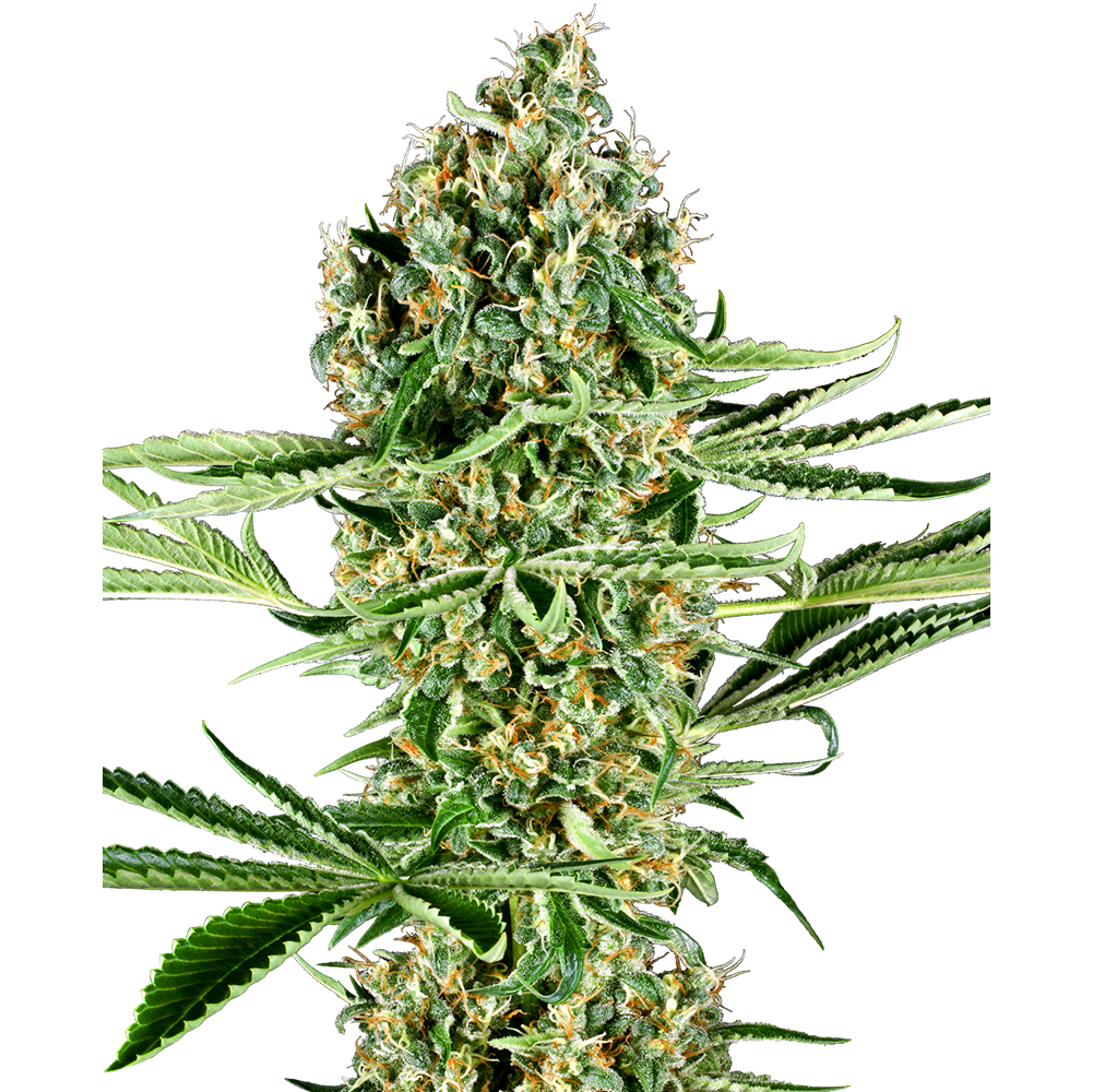 Critical Runtz Fem