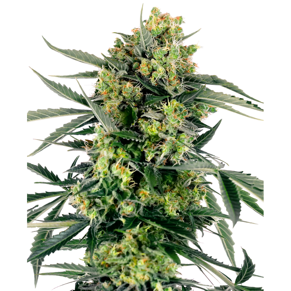 Blue Berry Skittlez Auto