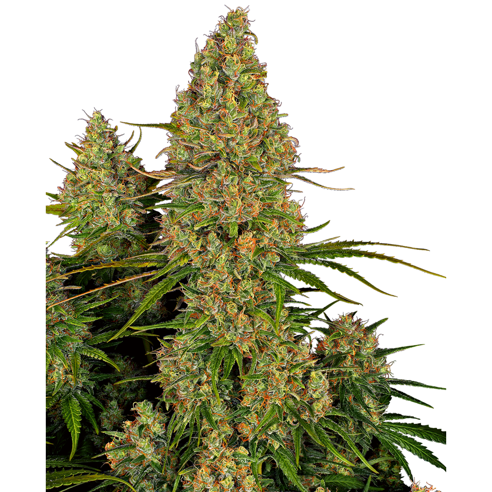 Sticky Orange XXL Auto