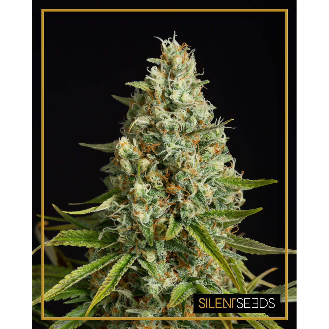 Amnesia Lemon Fem