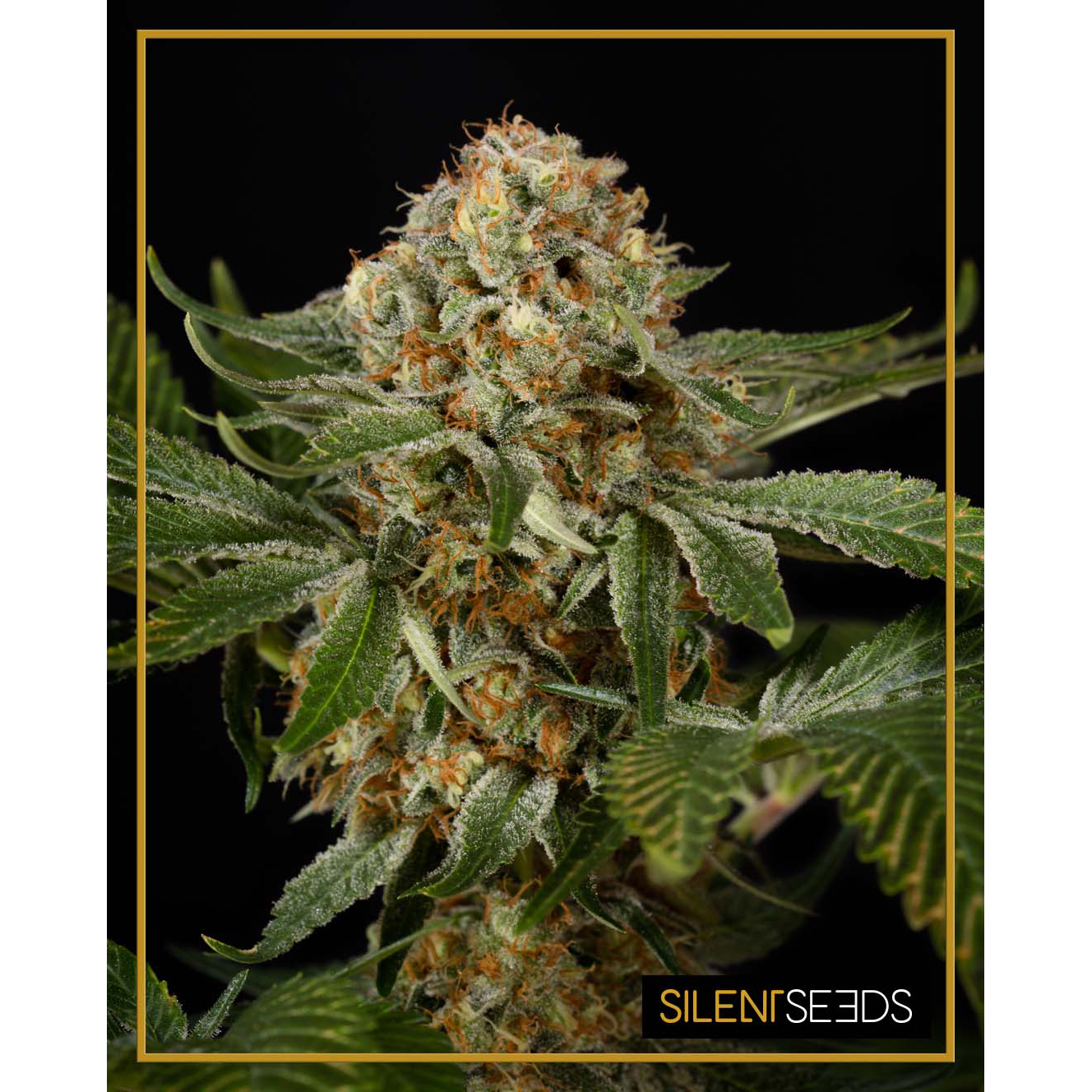 OG Kush Fem