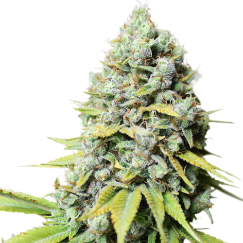 Kosher Haze Fem