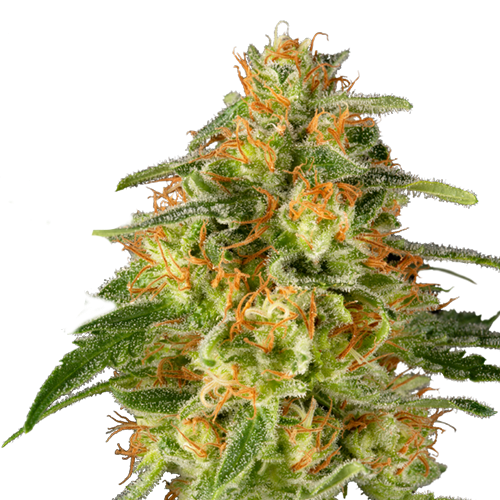 TnT Trichome Fem