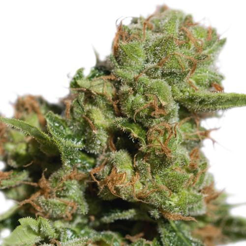 Auto Bruce Lemon Diesel