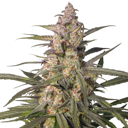 Auto Northern Dragon Fuel