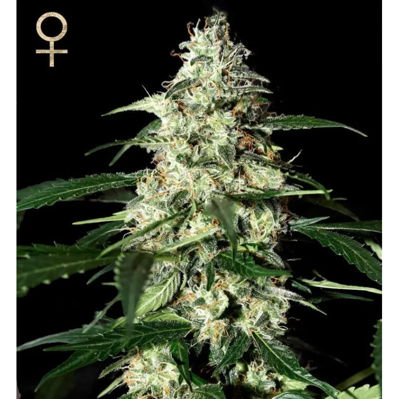 Skunk Auto