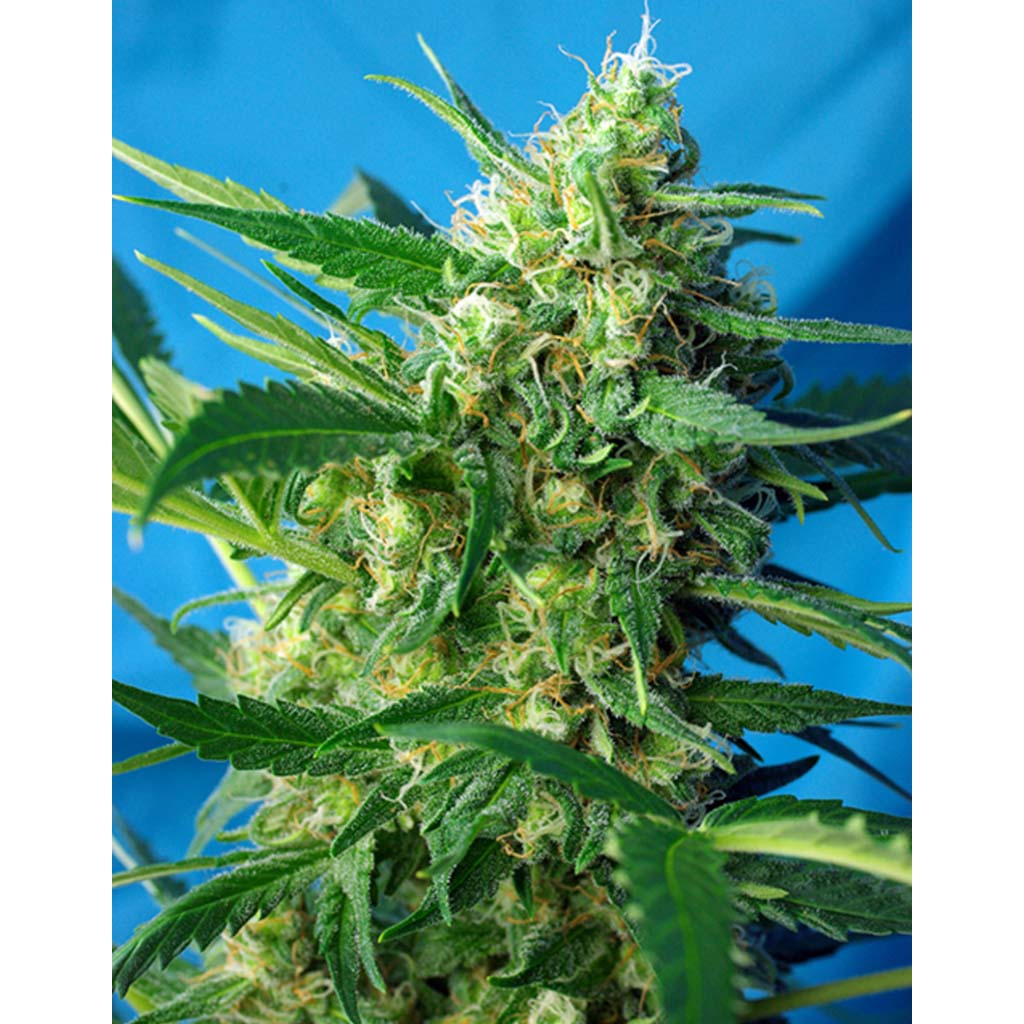 Auto NYC Diesel