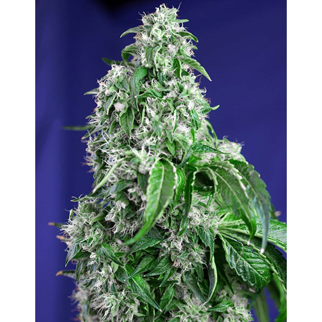 Big Devil Fast Version Fem