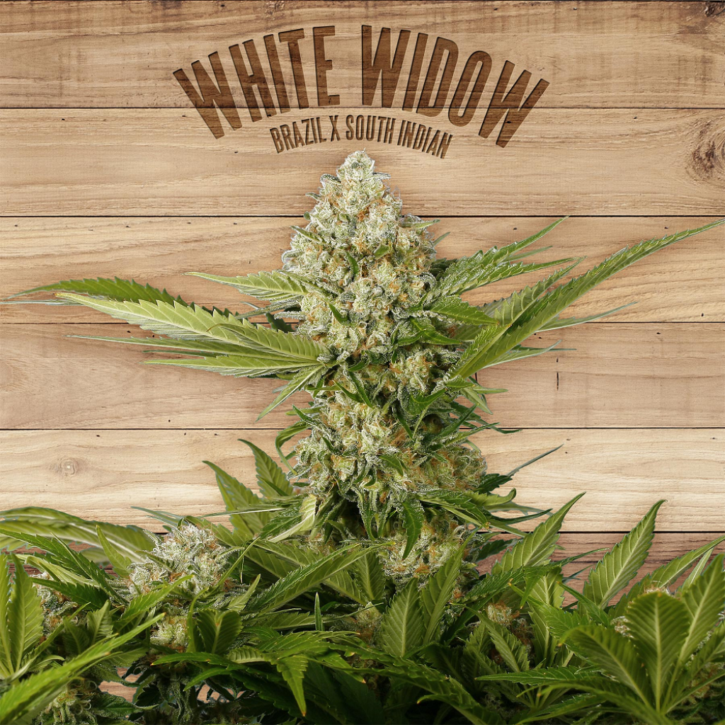 White Widow