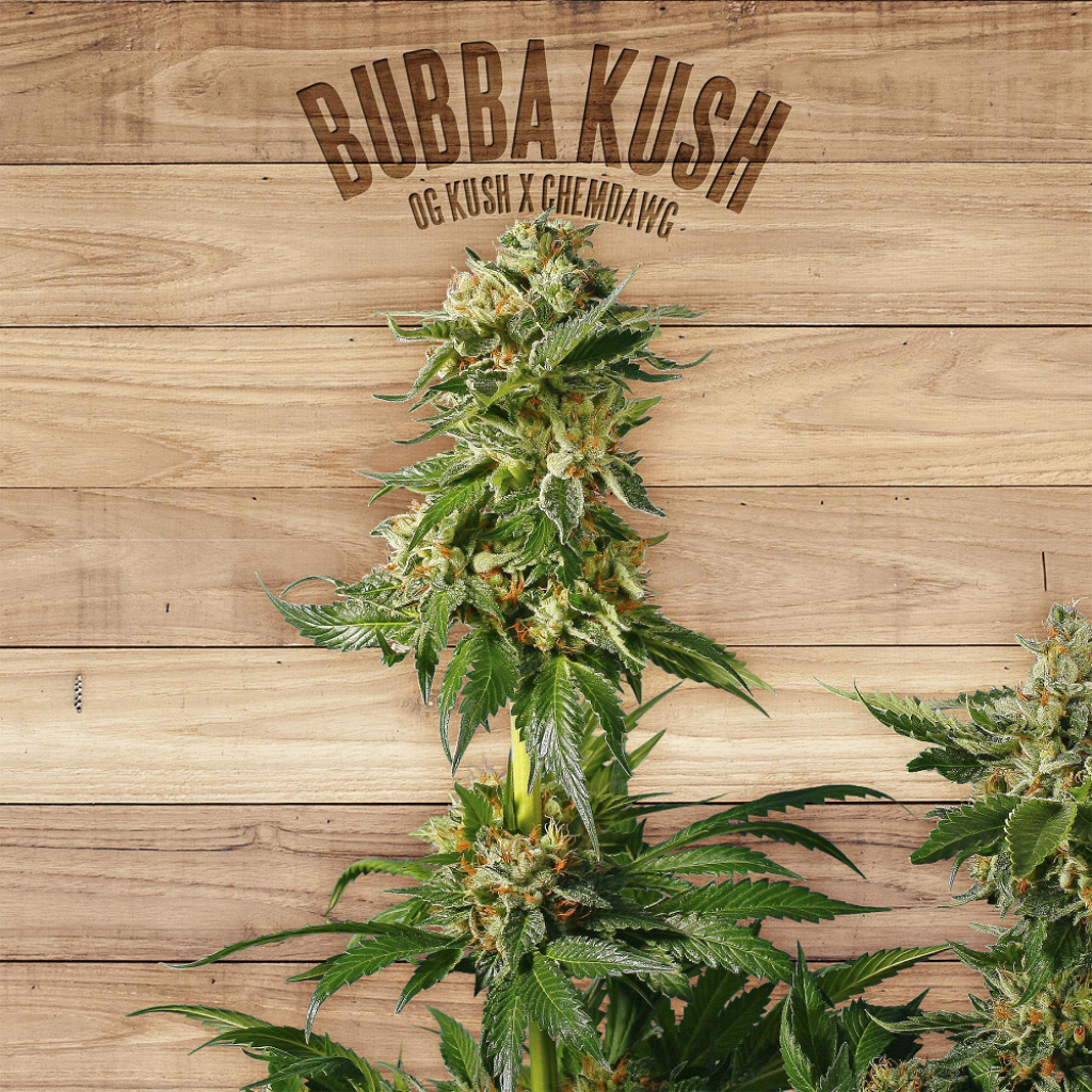 Bubba Kush