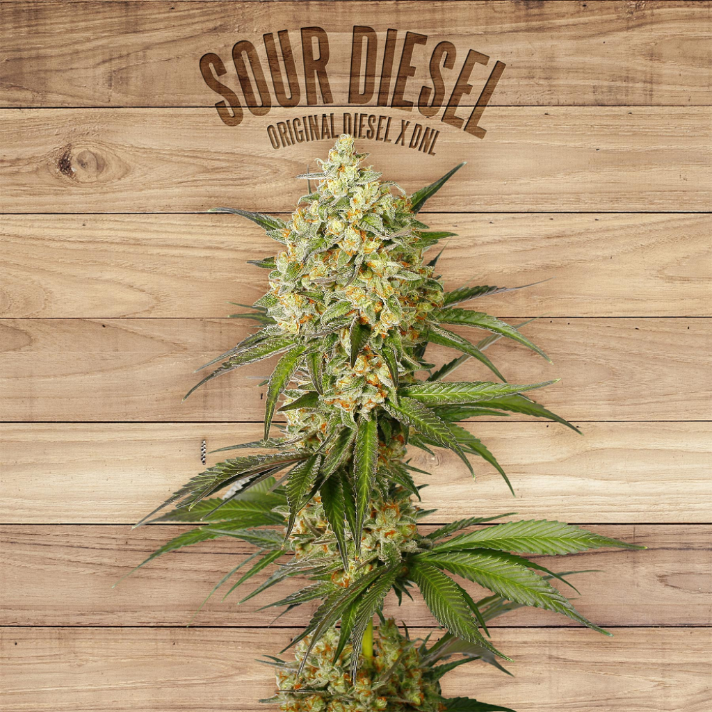 Sour Diesel