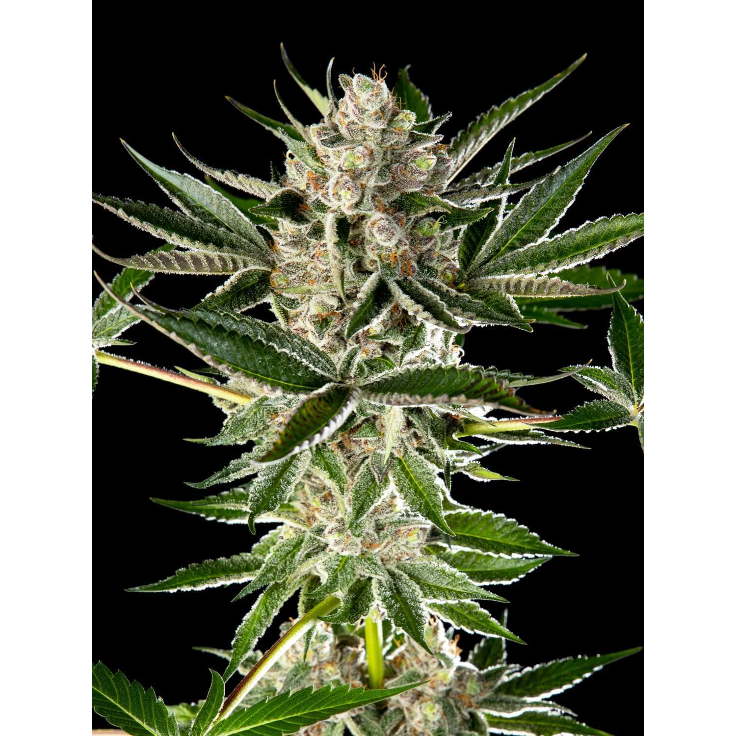 Sour Tropicanna x Larry OG