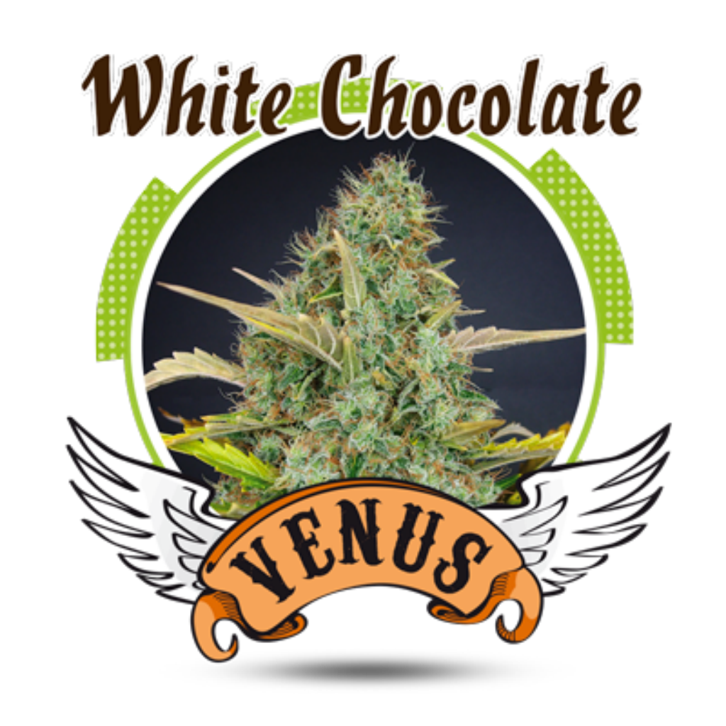 White Chocolate Fem.