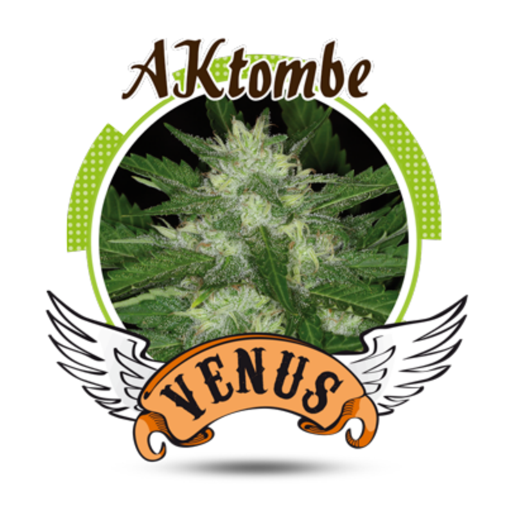 AKtombe Fem