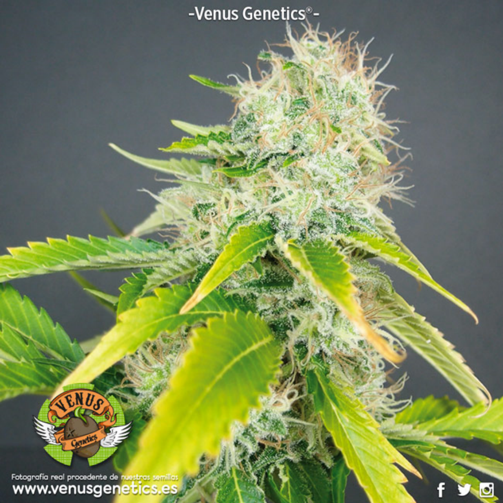 Super Haze Fem.