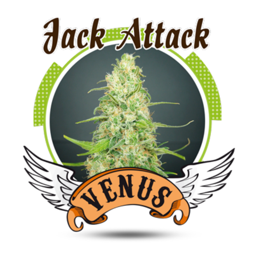 Jack Attack Fem.