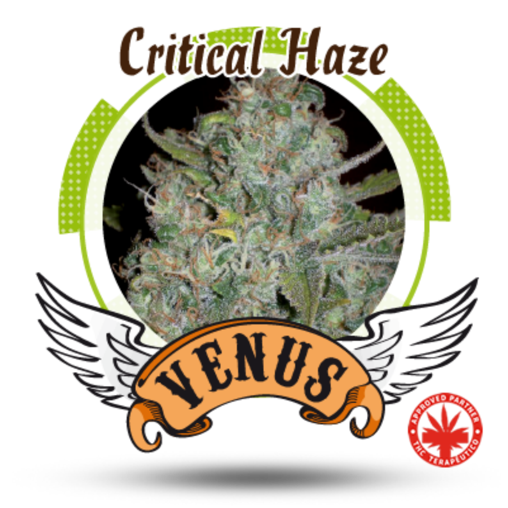 Critical Haze Fem