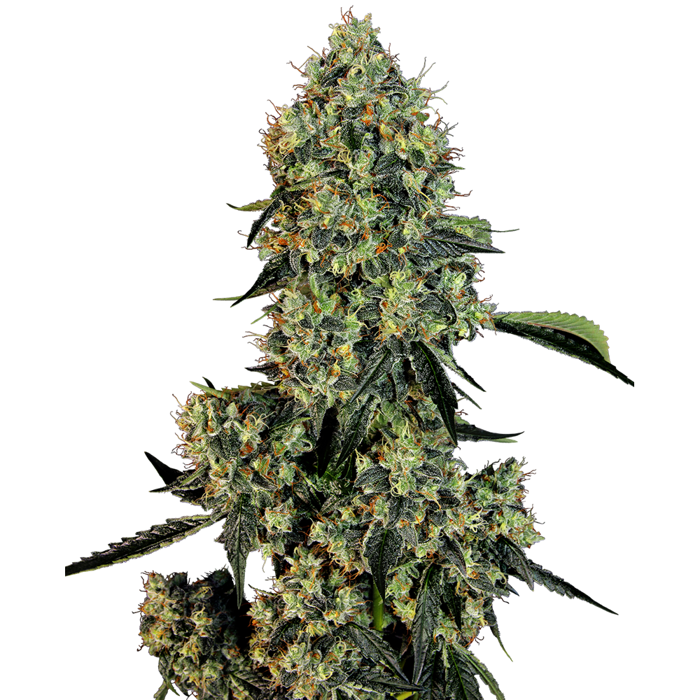 OG Kush Fem