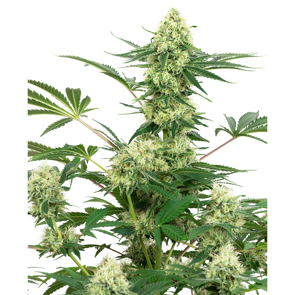 White Cheese Fem