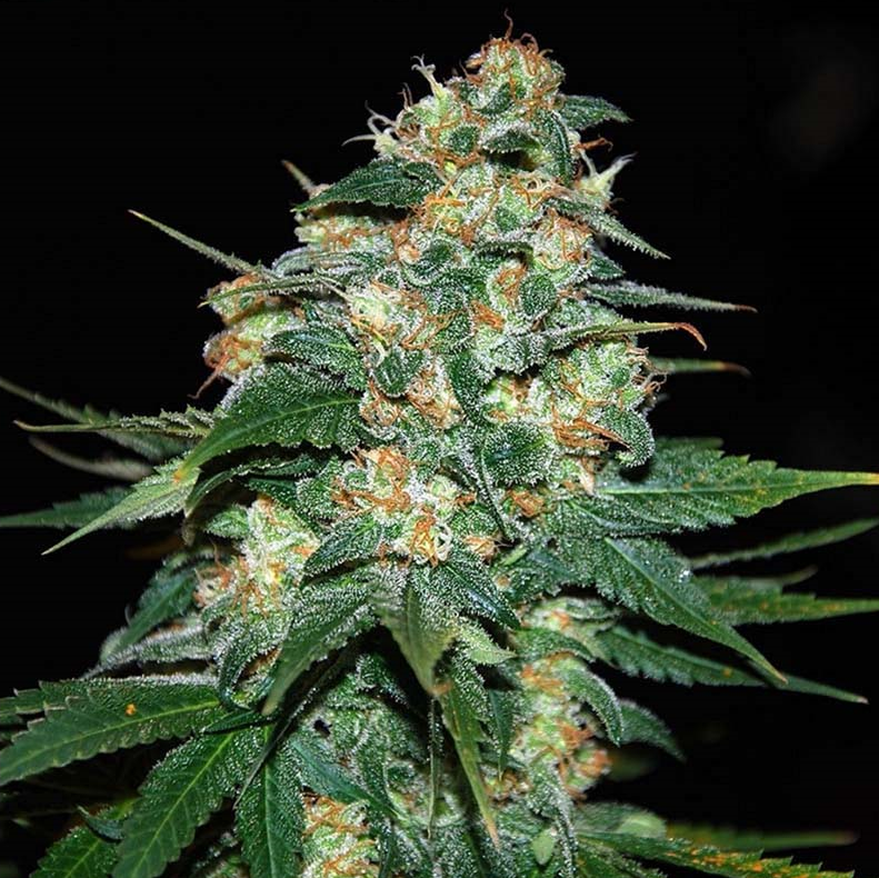 Skunk 47 Fem