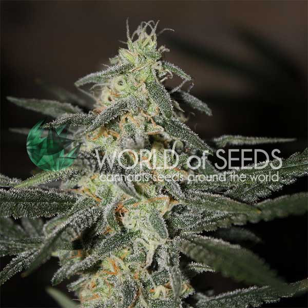 Northern Light x Big Bud Early Harvest Fem