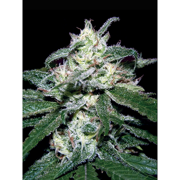 South Mountain Cheese